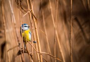 Julien SESIA - Julien-Sésia-Photographie©